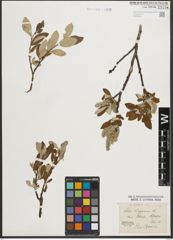 Foto von Salix helvetica Vill.